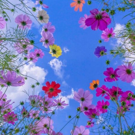 cosecha de flores